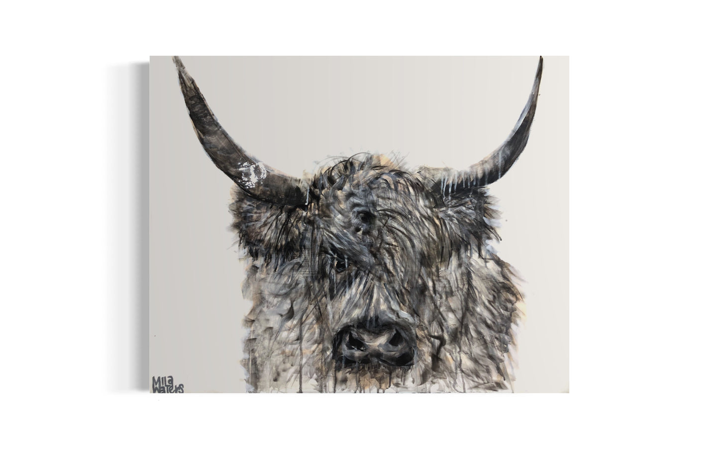 Highland Cow